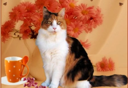 Cute cat - candy, flowers, cat, cup