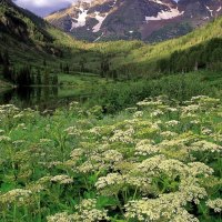 White Forest National Park, Colorado