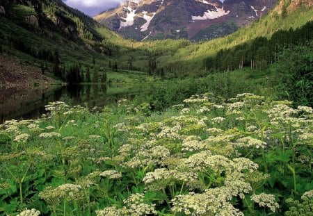 White Forest National Park, Colorado - valley, sky, mountain, water, park, national, nature, white, forest, colorado, grass, land, flower