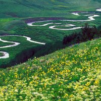 Meadow Parsley,Gunnison National Forest, Colorado