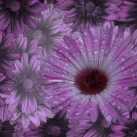 *Summer Drops on Purple Petals*