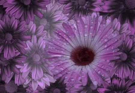 *Summer Drops on Purple Petals*