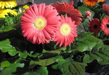 Indoor Botanical Garden 37 - red, flowers, photography, yellow, green, daisy