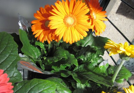 Indoor Botanical Garden 39 - Flowers, yellow, green, photography, Daisy