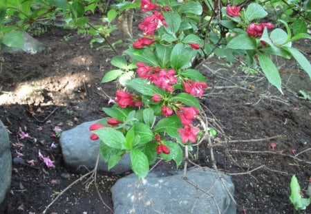 Indoor Botanical Garden 42 - red, rocks, flowers, garden, soil, brown, photography, grey, green