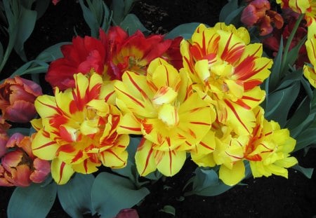 Indoor Botanical Garden 43 - Flowers, yellow, garden, red, green, photography, Tulips, orange