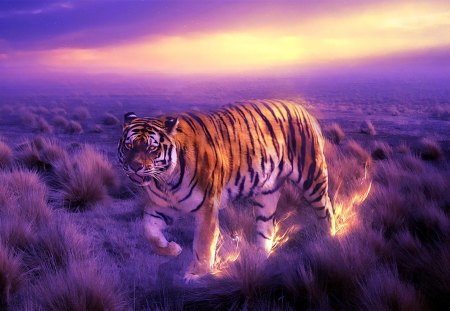 The wondrous tiger - beauty, evening, stripes, field, tiger, power, hunter