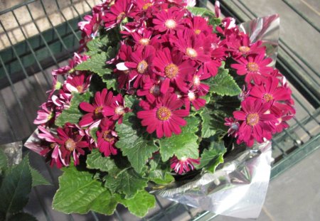 Daisy Bouquet - Flowers, red, green, photography, Daisy