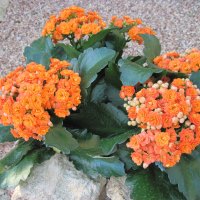 Kalanchoe day photography 06