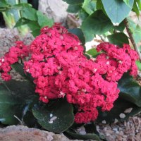 Kalanchoe day photography 09