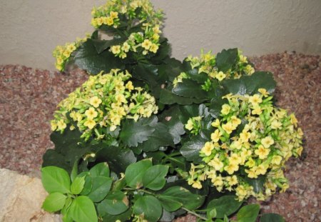 Kalanchoe day photography 10 - garden, pink, flowers, photography, yellow, stones, green