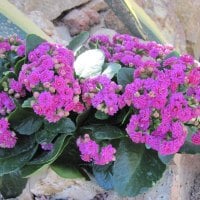 Kalanchoe day photography 11