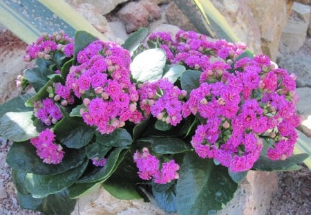 Kalanchoe day photography 11 - purple, kalanchoe, photography, green, leaf, flowers, garden, rocks