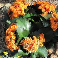 Kalanchoe day photography 12