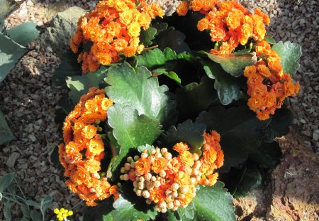 Kalanchoe day photography 12 - kalanchoe, photography, orange, green, leaf, garden