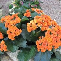 Kalanchoe day photography 15