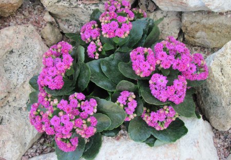 Kalanchoe day photography 16 - purple, kalanchoe, photography, green, flowers, garden, rocks