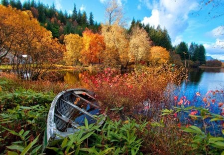 old boat in the bushes on a lake shore - lake, old, forest, boat, bushes, shore