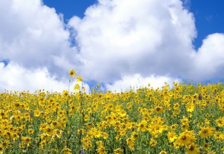 Sunflowers Field in Colorado - sky, sunflowers, daylight, day, field, nature, yellow, clouds, flower