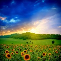 Sunflowers Field