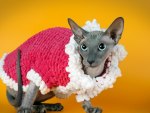 *** Sphinx cat in a pink sweater ***