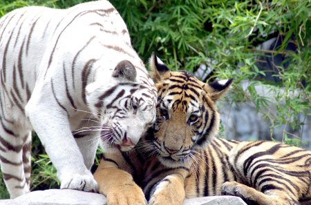 *** TIGERS - Waild animals *** - cats, animal, animals, wild