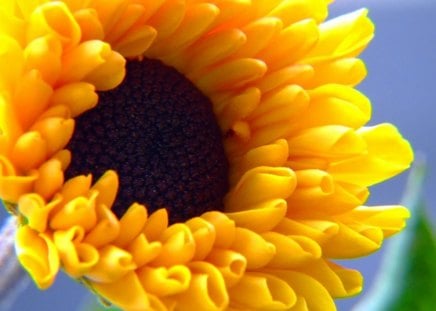 Sunny bright - sunflower, yellow, brown, sunshine, flower