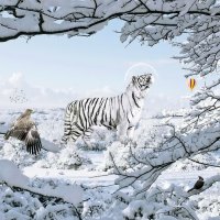 Winter tiger