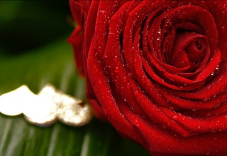 Red Rose - red, flower, nature, rose