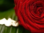 Red Rose