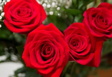 Red Roses - flowers, red, roses, nature