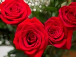 Red Roses