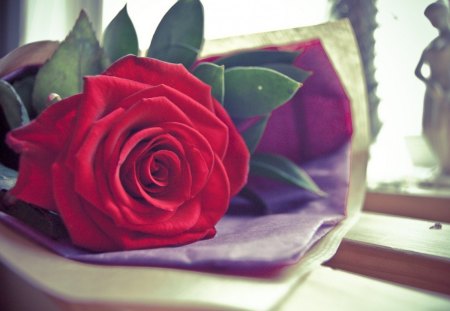 Red Rose - red, flower, nature, rose