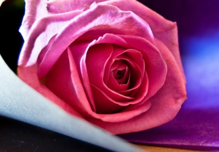 Pink Rose - flower, pink, nature, rose