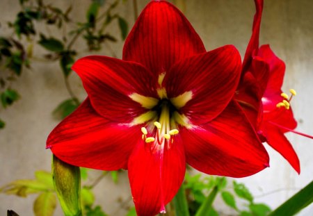 PRETTY FLOWER - blossom, red, spring, flower