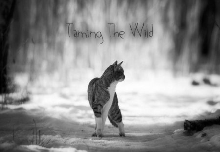 Taming the wild - sleepy, cute, beautiful, cat, sleeping, kitty, cats, hat, cat face, paws, face, animals, pretty, beauty, sweet, kitten, lovely