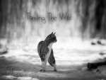 Taming the wild