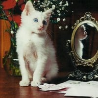 A white cat by a mirror