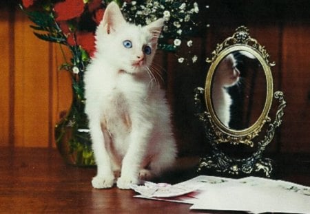 A white cat by a mirror - feline, white, cat, mirror