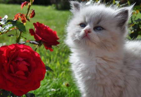 Cat and Roses