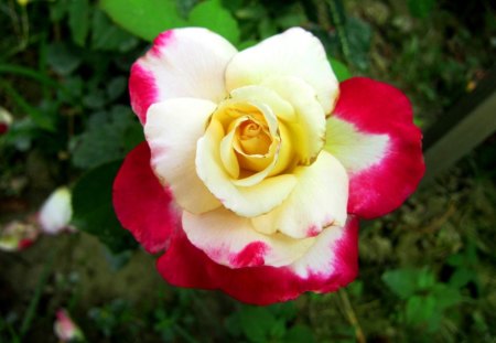 Beautiful rose - rose, flower, Beautiful, gorgeous