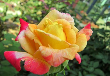 Beautiful rose - rose, flower, lovely, Beautiful