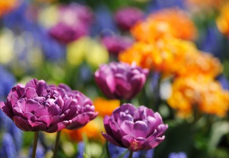 Flowers - flowers, leaf, purple, nature