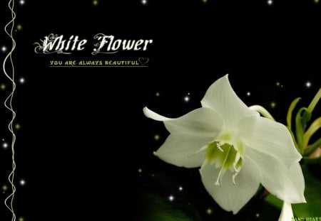 White Flower - White Flower, black backgrund, green, beautiful