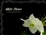 White Flower