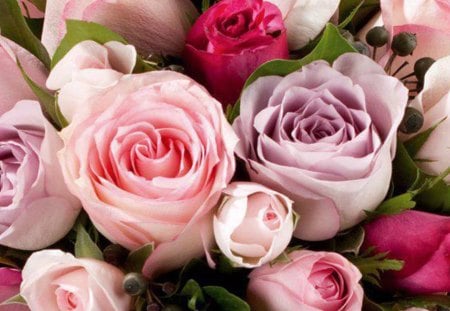 Roses - purple, roses, pink, pastel, flowers, colors, lovely