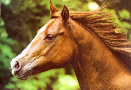 Chestnut Headshot - Chestnut Horses, Horse Headshots, Beautiful Horses, Horses