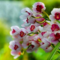 WHITE ORCHIDS