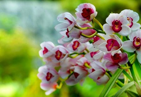 WHITE ORCHIDS - orchid, white, background, pink