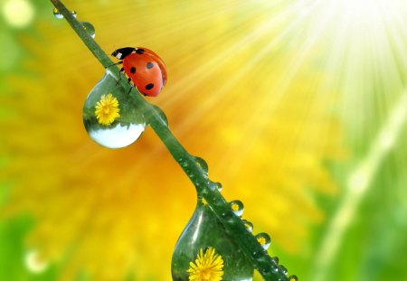 Ladybug - drop, water, yellow, beautiful, ladybug, nature, red, green, animals